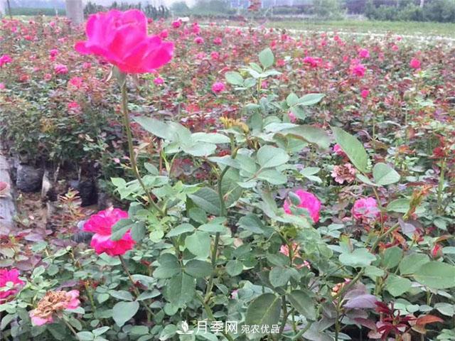 福建福州适合种植月季吗？(图4)