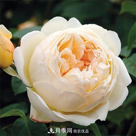 8款好闻好养的月季花，香气浓郁开花满屋香(图5)