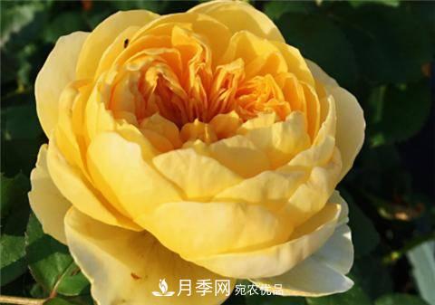 8款好闻好养的月季花，香气浓郁开花满屋香(图9)