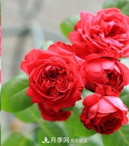 广东种月季，首选这15个品种，一年花开10个月！(图3)