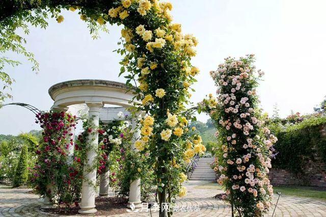 走进世界最大月季园，近7000个品种，30000棵月季……(图13)