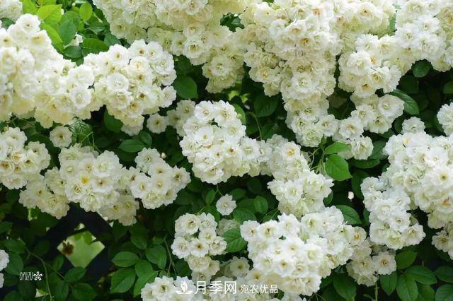 走进世界最大月季园，近7000个品种，30000棵月季……(图4)