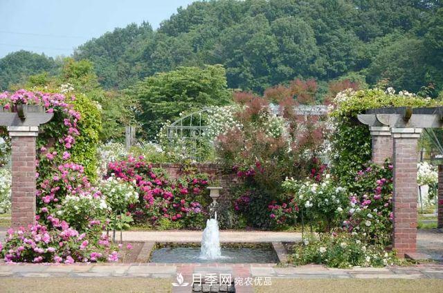 走进世界最大月季园，近7000个品种，30000棵月季……(图16)