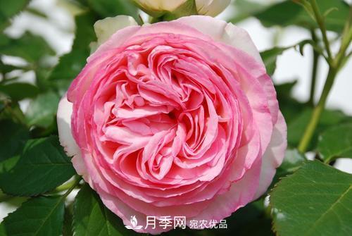 审美观不同，哪些月季花品种是花友公认必备的？(图4)