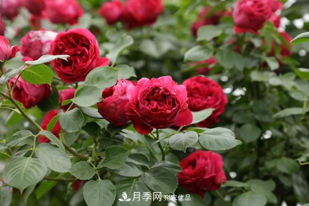 龙沙宝石月季的种植方法(图2)