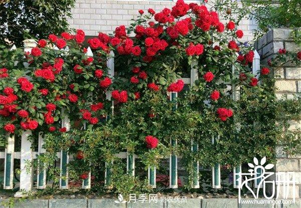 爬藤月季什么品种最美？十大爬藤月季排名(图6)