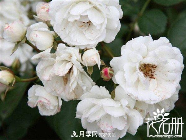 爬藤月季什么品种最美？十大爬藤月季排名(图7)