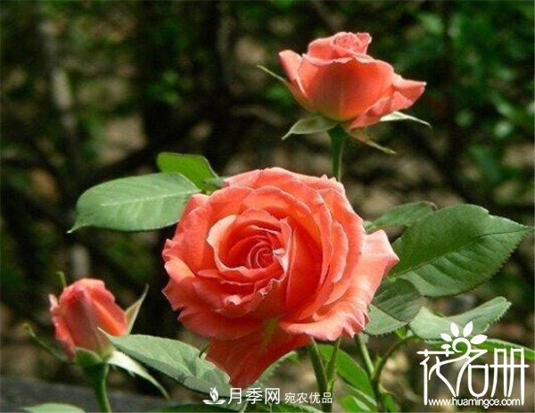 爬藤月季什么品种最美？十大爬藤月季排名(图8)