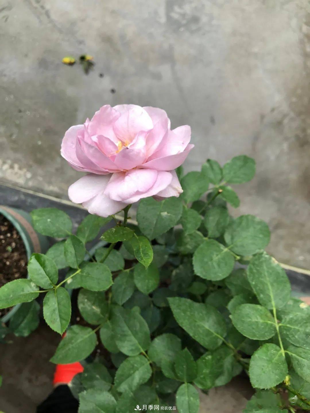 5种蓝色网红月季，你见过几种？(图8)