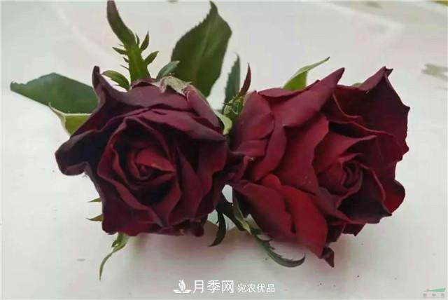 云南锦海举办月季新优品种推介会 56个切花月季新品种各展娇姿(图1)