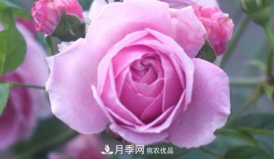 欧月月季有哪些必买的品种？(图1)
