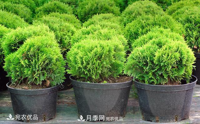 苗木种植成活率控制技术，及种植前的准备工作(图3)