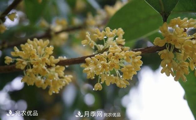 南阳苗木基地盘点桂花树的四大品种，哪种最香最好最名贵？(图1)