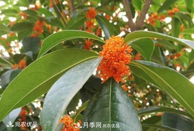 南阳苗木基地盘点桂花树的四大品种，哪种最香最好最名贵？(图4)