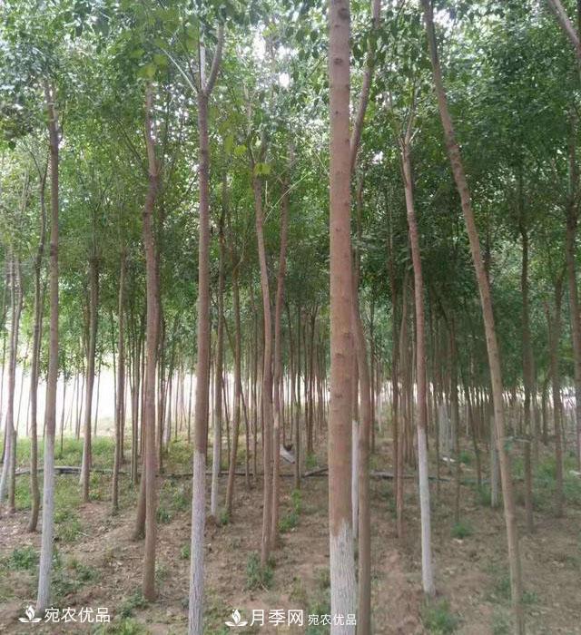 南阳绿化苗木基地的建设与整地施肥(图1)