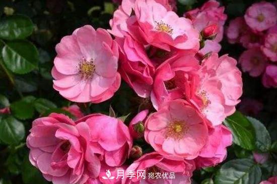 耐热月季，广东适合种什么月季？(图3)