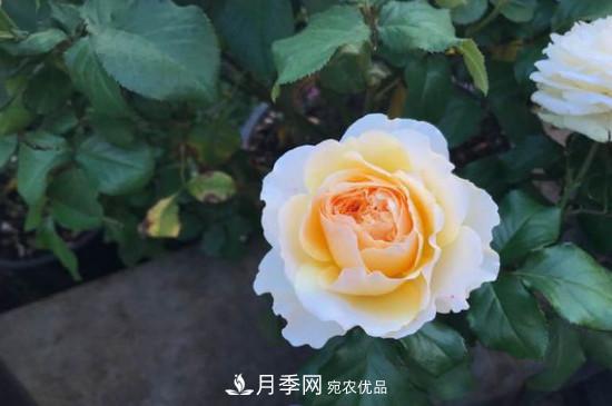 黄月季有哪些品种？(图3)