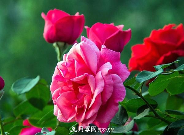 只要肥料用得对，月季四季开不退！(图1)