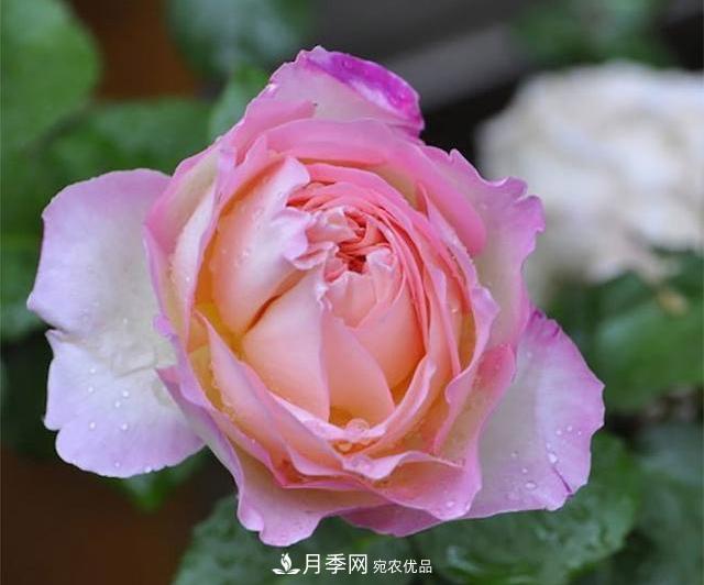 破晓月季会变色，三天一变身，糖果色花瓣温婉可人(图1)