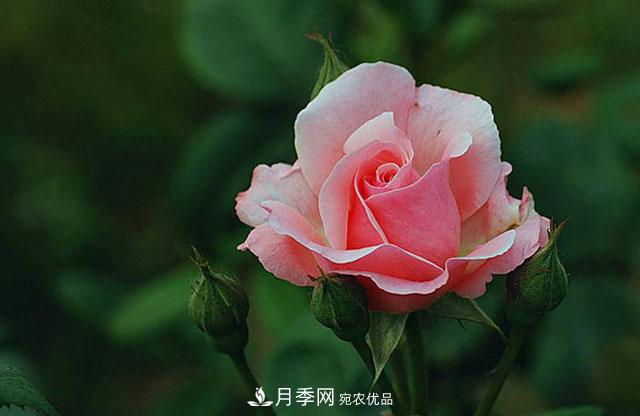 月季花春季萌芽，老叶片“何去何从”？处理得当，开花才会满枝头(图1)