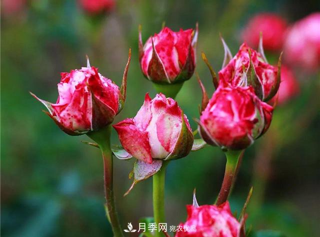 南方花友，您的月季打顶摘心了吗？明年开得才更猛(图2)