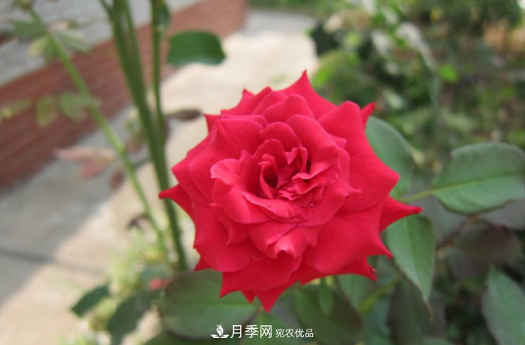 夏天月季花小又不香，5种情况看一看，您家属于哪一种？(图2)