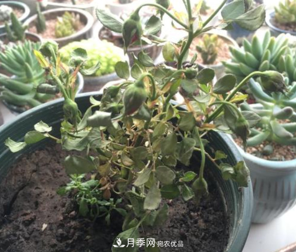 夏天月季花小又不香，5种情况看一看，您家属于哪一种？(图4)