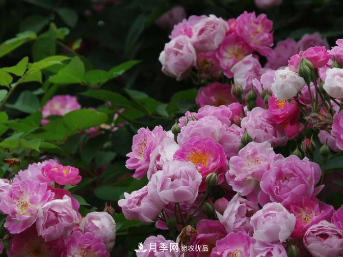 夏天月季花小又不香，5种情况看一看，您家属于哪一种？(图1)