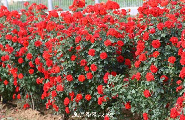 月季网宝典，藤本月季养殖养护方法(图3)