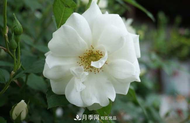 丰花月季有哪些经典品种？(图2)