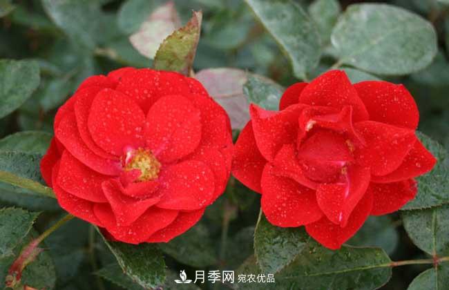 丰花月季有哪些经典品种？(图4)