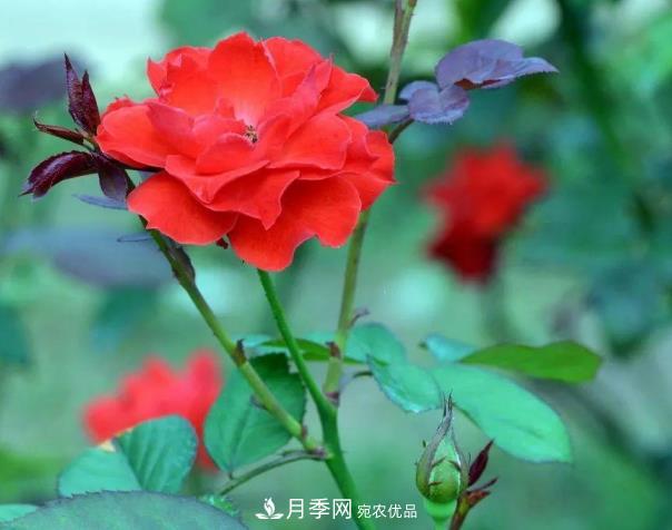 四川成都高颜值大花月季上街啦！(图3)