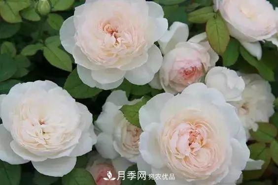 你种过最香的月季是什么香味？十款强香月季(图1)