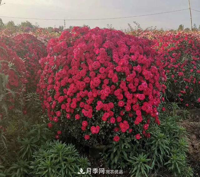 南阳石桥月季基地批发--各品种月季规格大全(图5)