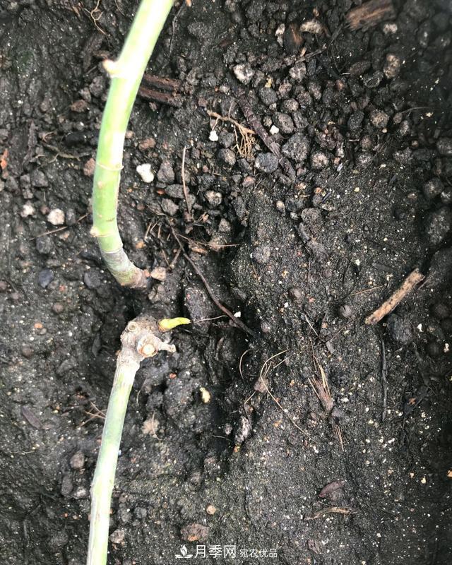 月季横拉一个月了，就是不出粗笋，怎么办？(图2)