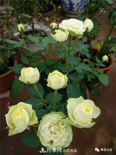 花期最长的10种月季，种一棵赏大半年(图2)