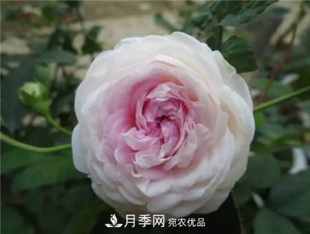 花期最长的10种月季，种一棵赏大半年(图19)