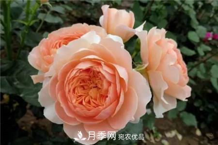 花期最长的10种月季，种一棵赏大半年(图17)