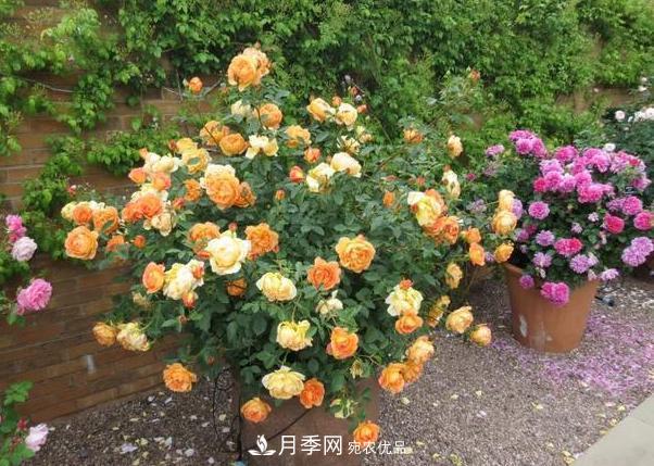 立秋后盆栽月季想要9、10月正常开花，注意此4点(图3)