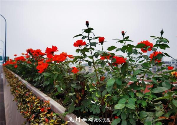 合肥市垂直绿化新亮色，郎溪路高架桥变身月季长廊(图1)