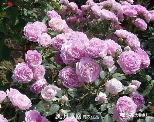 想要月季满树都是花苞，掌握4个诀窍，芽多枝干壮花朵开爆盆(图3)