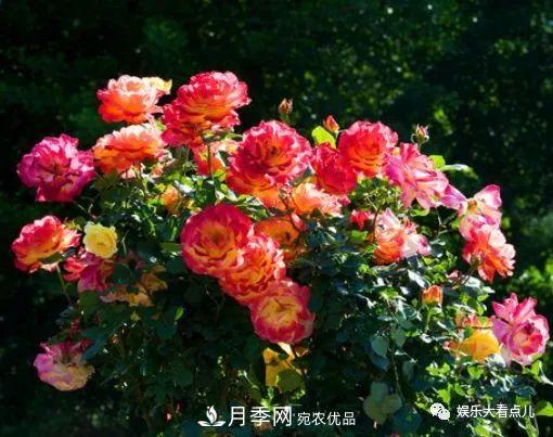 想要月季满树都是花苞，掌握4个诀窍，芽多枝干壮花朵开爆盆(图2)