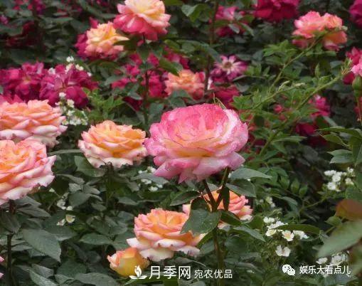 想要月季满树都是花苞，掌握4个诀窍，芽多枝干壮花朵开爆盆(图4)