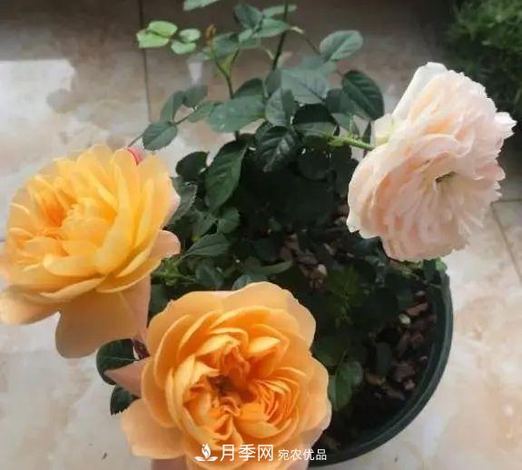 月季满树花苞该不该剪掉？认清“2点”，开花又大又漂亮(图1)