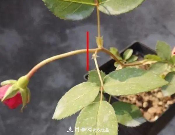 月季满树花苞该不该剪掉？认清“2点”，开花又大又漂亮(图3)