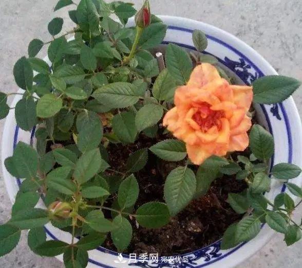 月季满树花苞该不该剪掉？认清“2点”，开花又大又漂亮(图4)