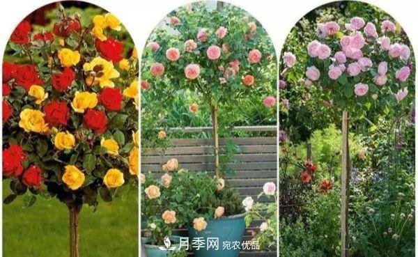 南阳月季嫁接树干上，花量暴增，长成&amp;quot;月季树&amp;quot;(图3)