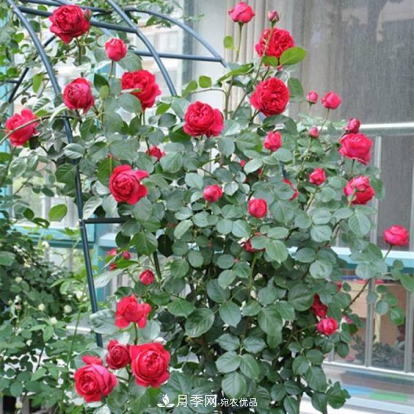红龙月季业可以培育月季树(图1)