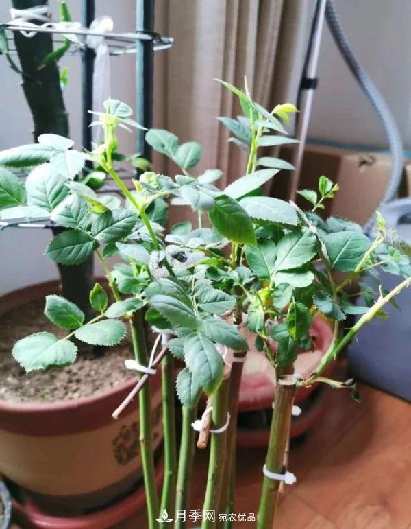 月季撑根杆秒变“月季树”，阳光晒一晒，开成棒棒球！(图3)