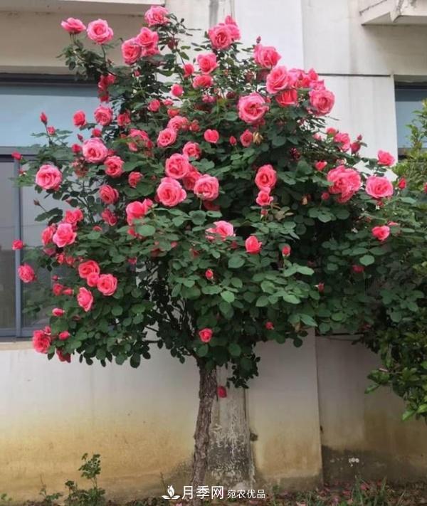 月季撑根杆秒变“月季树”，阳光晒一晒，开成棒棒球！(图4)